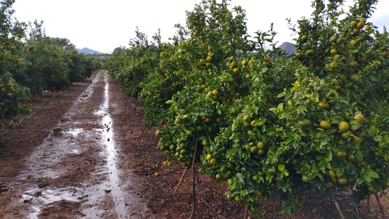 Camp de cítrics després de les pluges Camp de cítrics després de les pluges