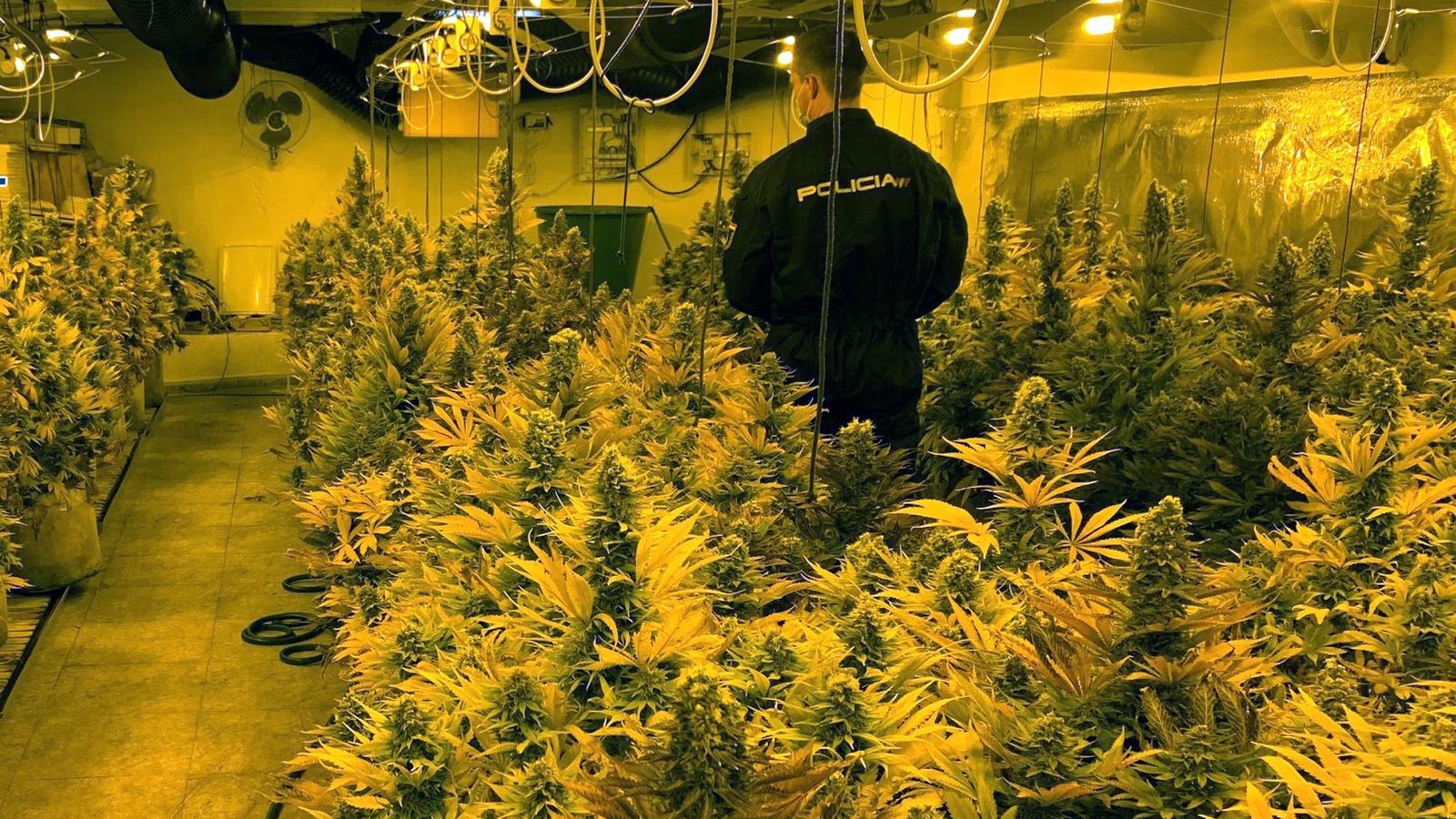 EuropaPress 4415255 marihuana intervenida