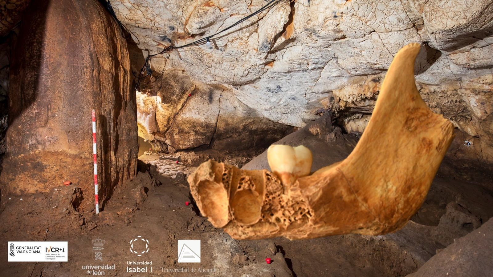 Restes òssies localitzades en la cova del Randero, al terme de Pedreguer, i que confirmen el canibalisme infantil