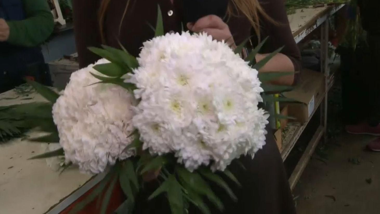 Clavells i Margarides Zembla