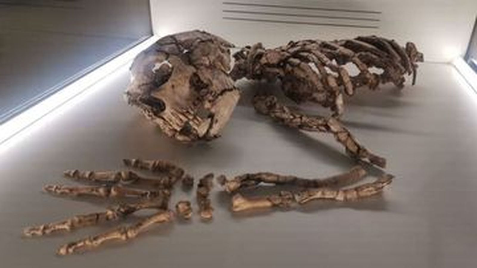 20.12.2022 | 2012.2022 | Home neandertal d'entre 30 i 40 anys, al Museu de Prehistòria de València