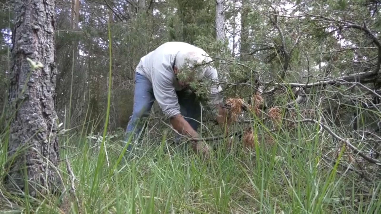 El Toro, un triangle de les Bermudes per als buscadors de bolets