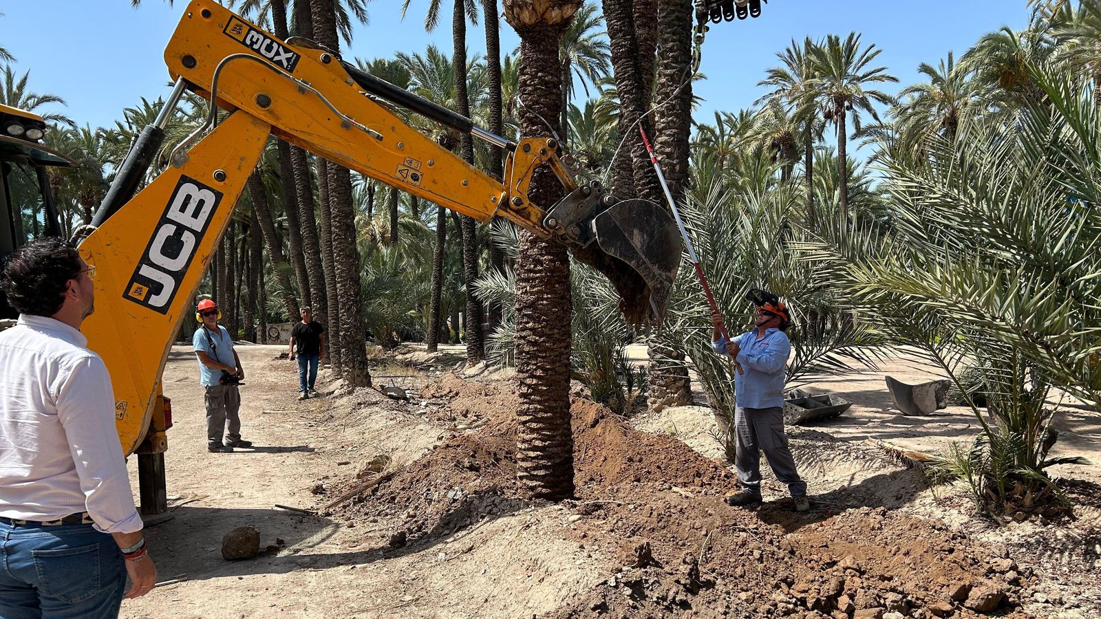 Trasplantament de les palmeres de Pedro Juan Perpiñan a l’Hort de la Molinera