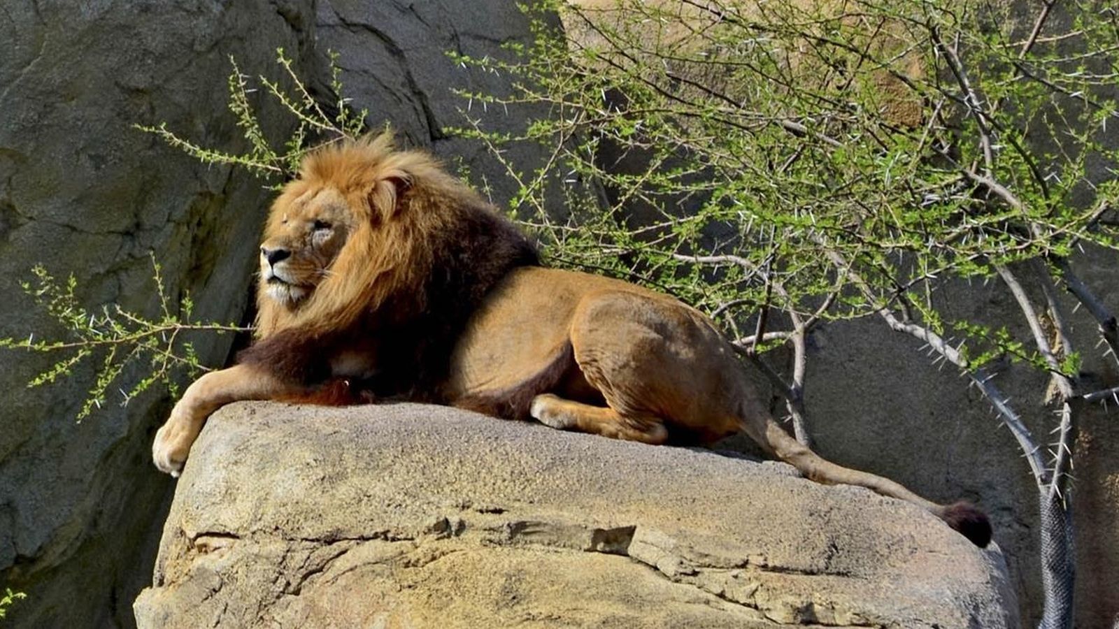 El lleó Teimoso del Bioparc.