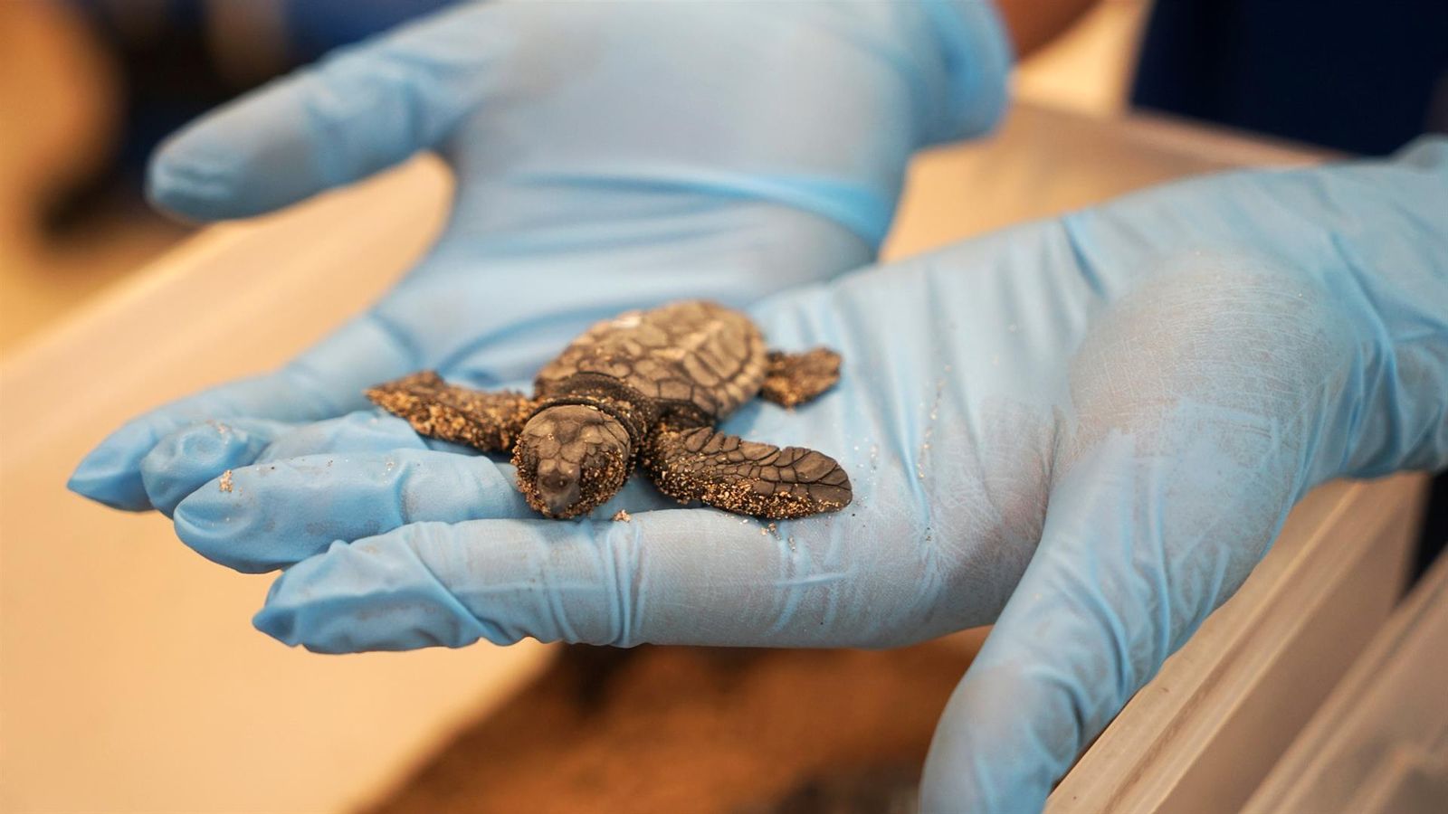 Una de les tretze tortugues recuperades del niu del Puig