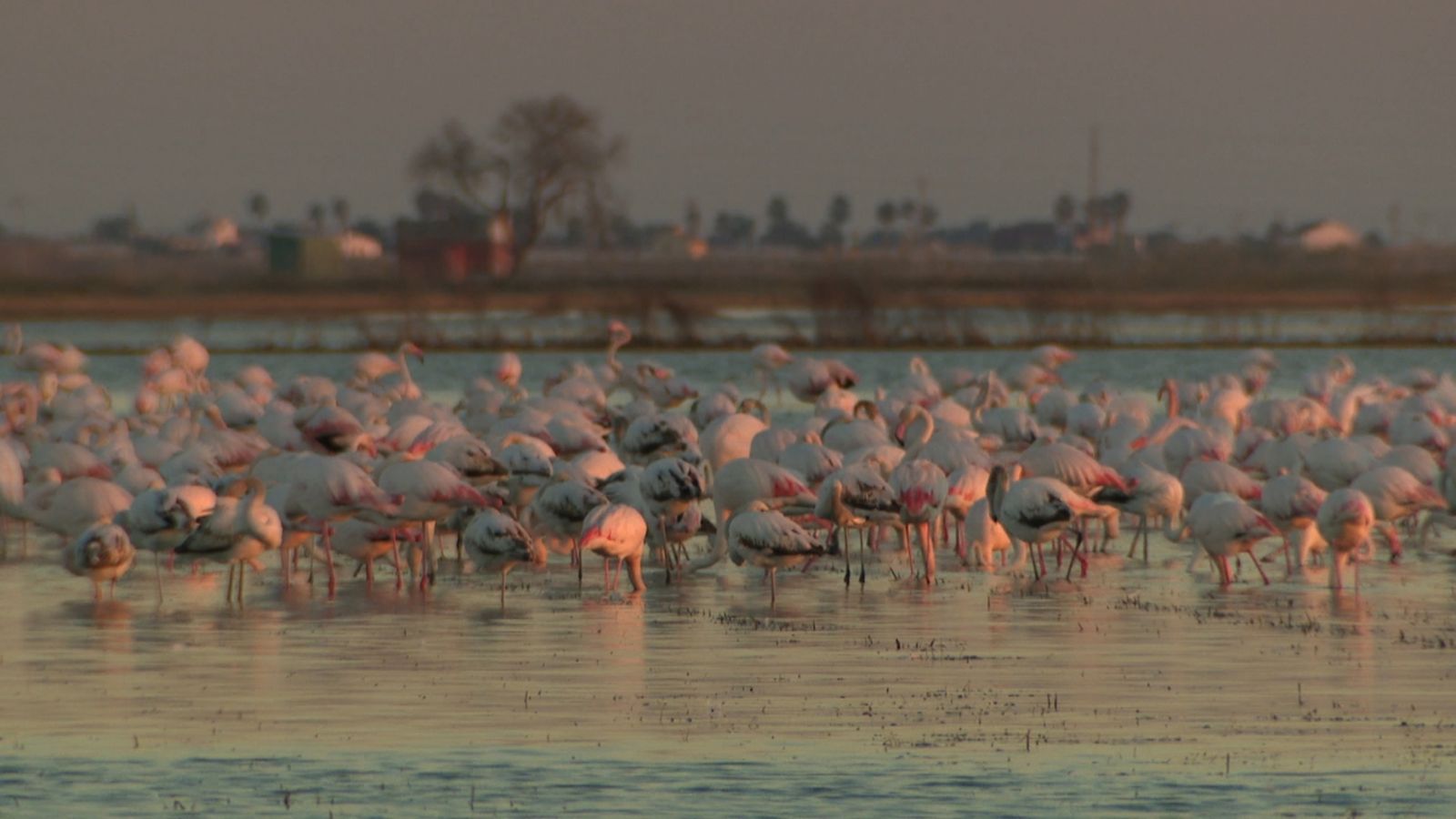 Els aiguamolls valencians tenen molt bona salut