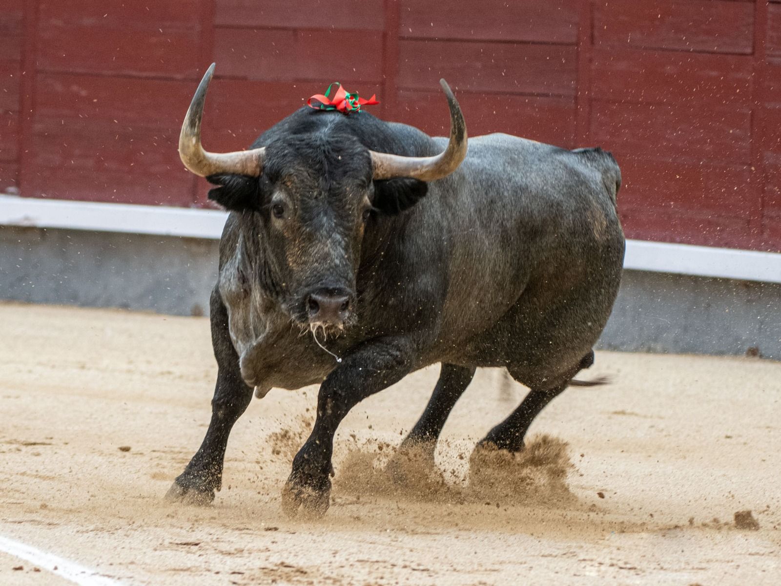 L'espectacularitat dels bous d'Adolfo Martín