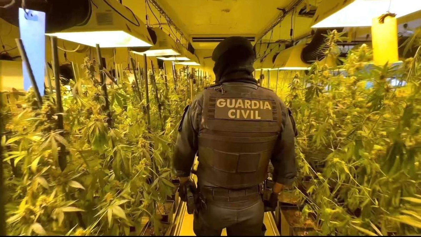 Plantació desmantellada