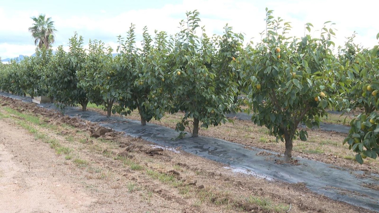 El camp valencià planta cara a l'impacte del canvi climàtic