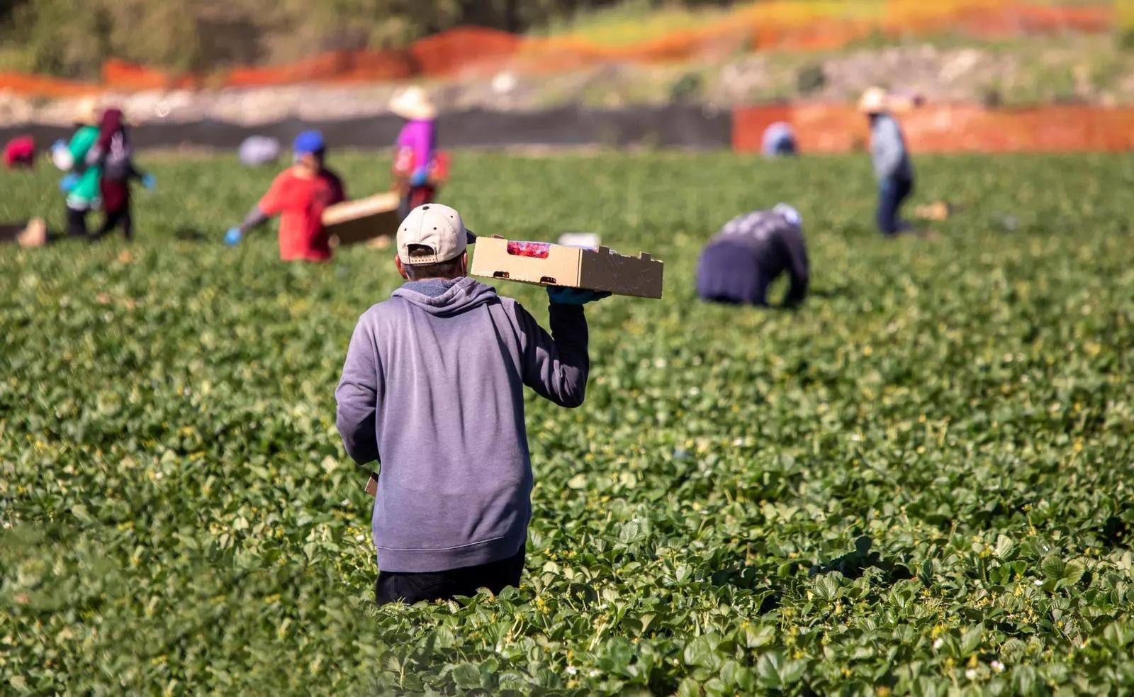 Imatge d'arxiu de treballadors i treballadores migrants en un camp