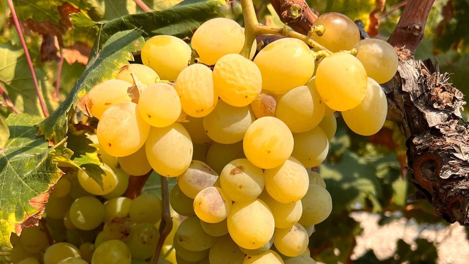 El moscatell de Teulada remunta després del colp patit en 2024 La moscatel de Teulada remunta després del colp patit en 2024