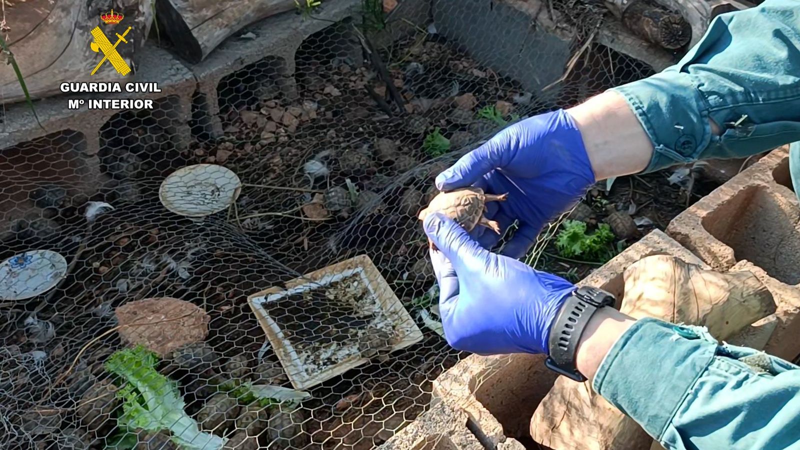 Un guàrdia civil agafa una cria de l'espècie de tortuga terrestre protegida que el propietari tenia, presumptament, de manera il·legal