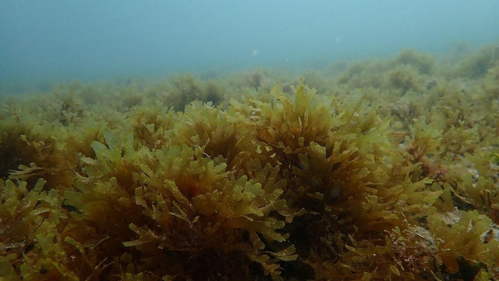 Imatge d'un fons colonitzat per l'alga invasora 'Rugulopteryx okamurae' en la badia d'Alacant