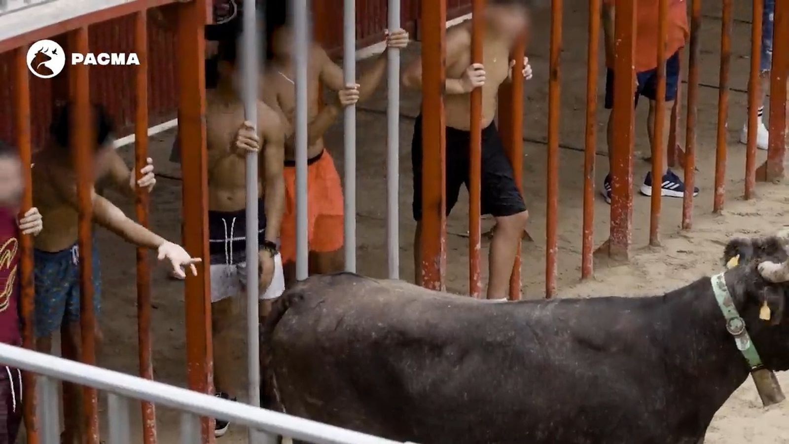 Imatges gravades per membres del partit animalista a Xàbia