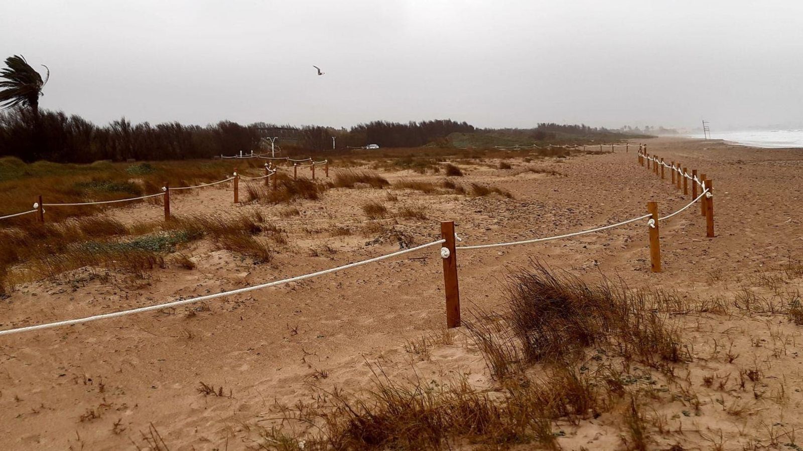 La platja de l'Arbre del Gos, en una imatge d'arxiu Comença dragatge arena platja Arbre del Gos