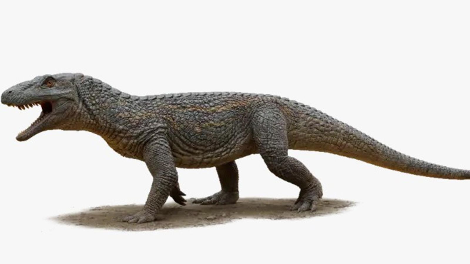 Infografia del 'Tainrakuasuchus bellator'