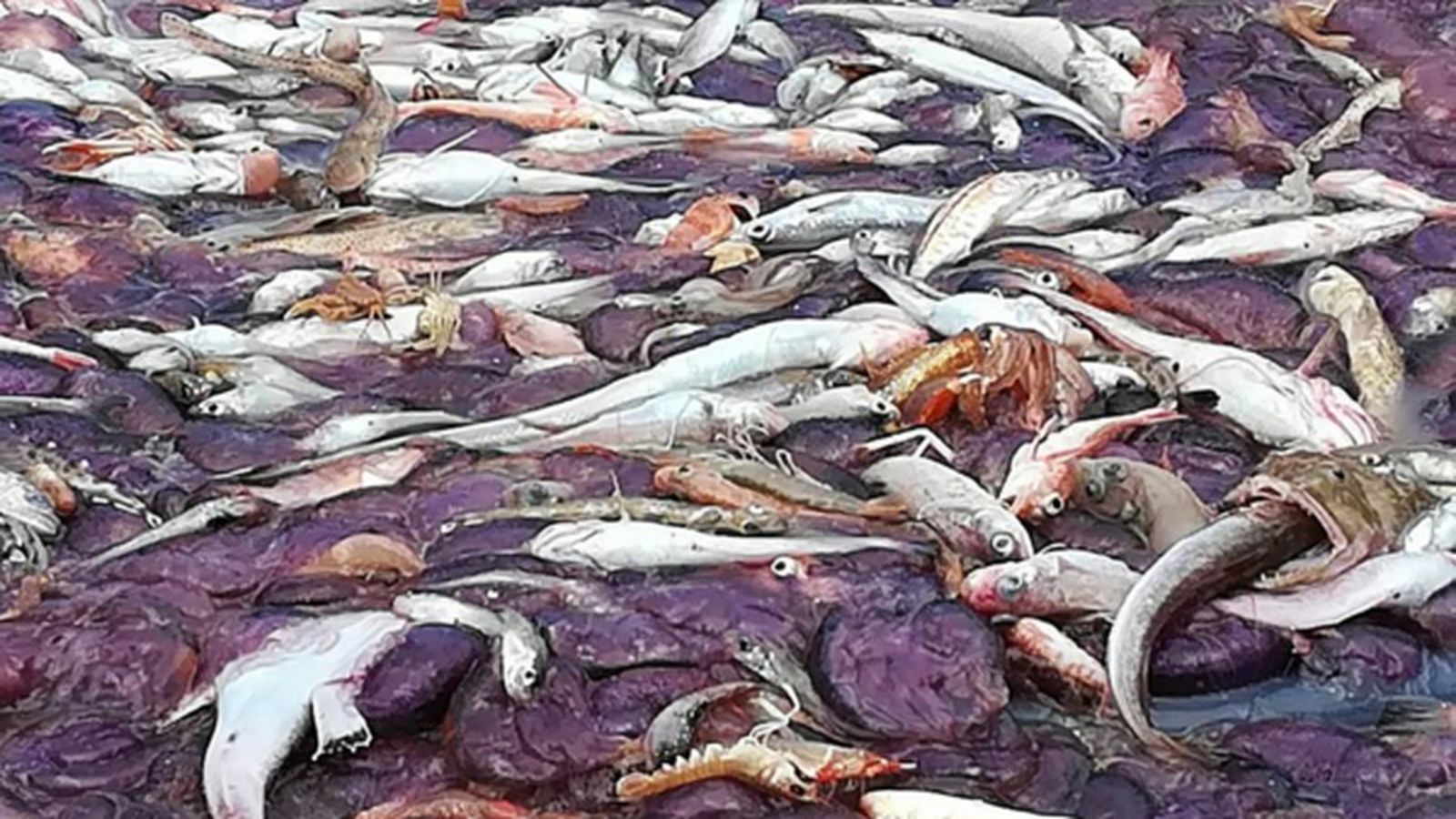 Les meduses trobades en l'embarcació "El Paraíso"