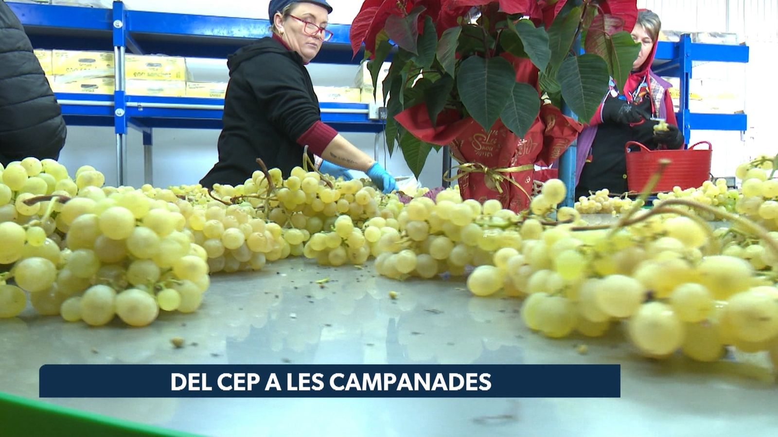 Del cep a les campanades