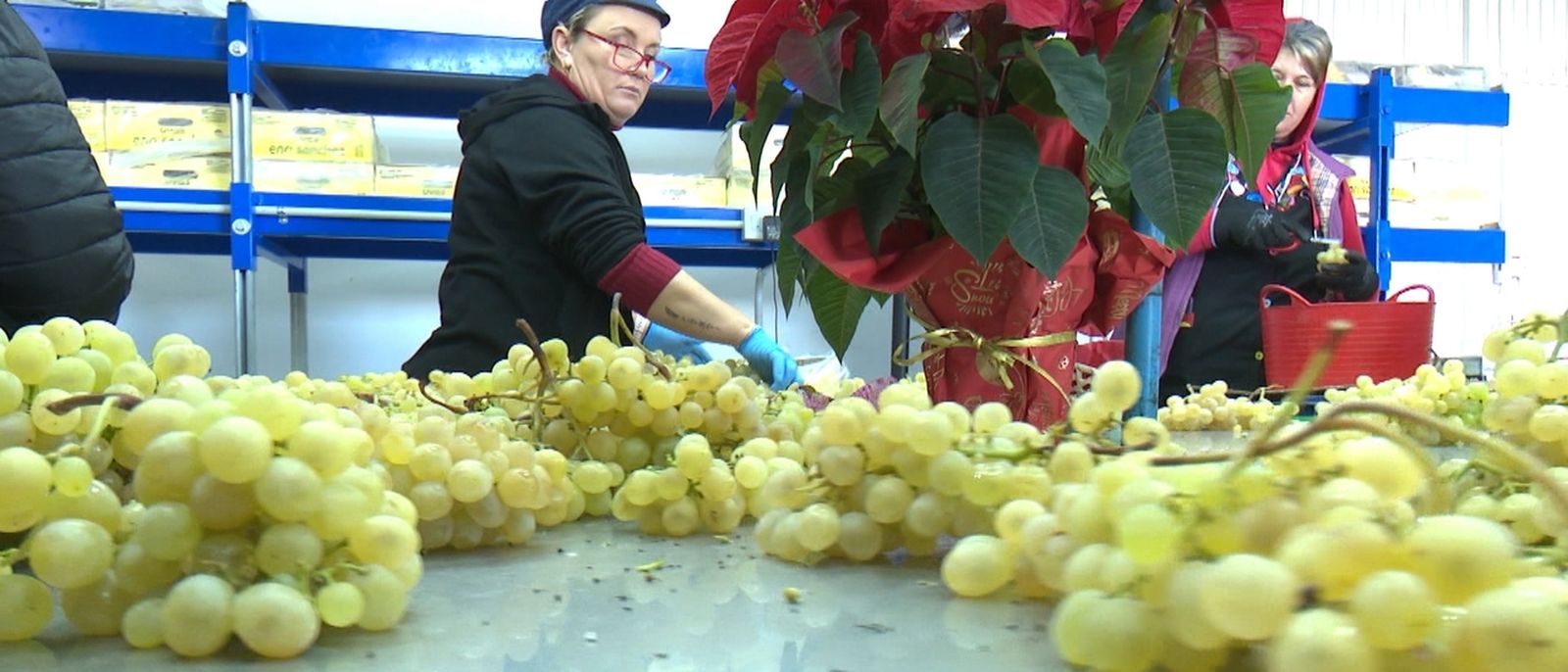 Del cep a les campanades