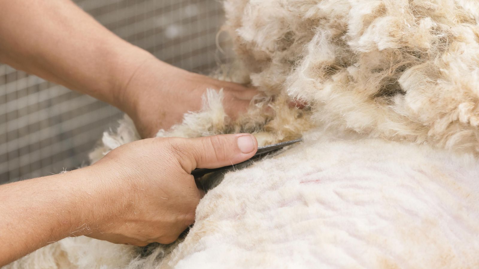 Com és esquilar al segle XXI?