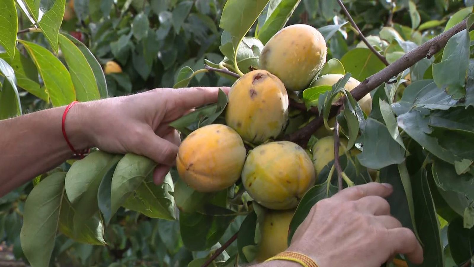La pluges colpegen l'agricultura de la Ribera