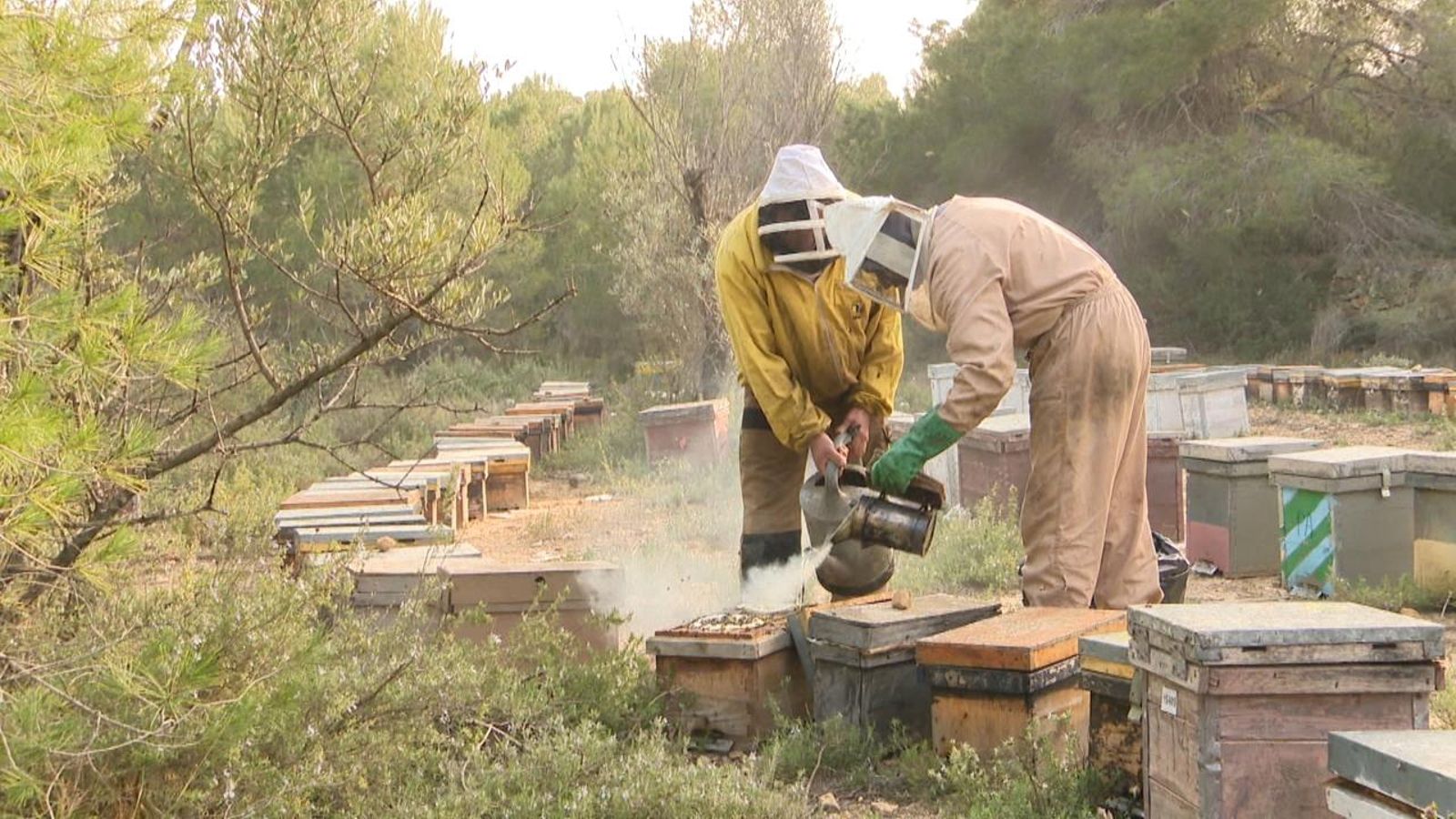 Dos apicultors treballen en un viver d'abelles