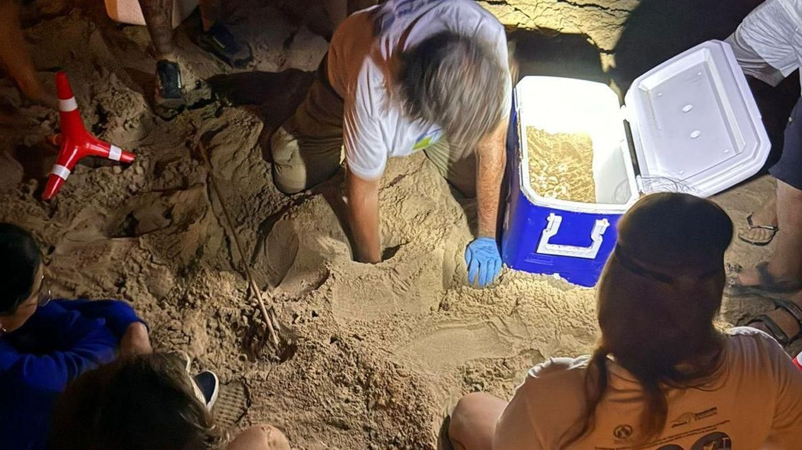 Tècnics de la Universitat de València arrepleguen els ous