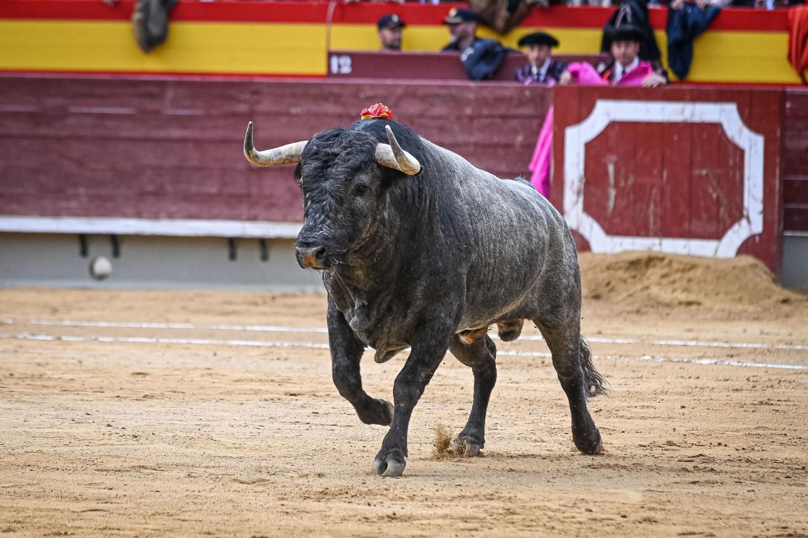 Bous de la ramaderia de La Quinta per a la correguda del 8 a Castelló
