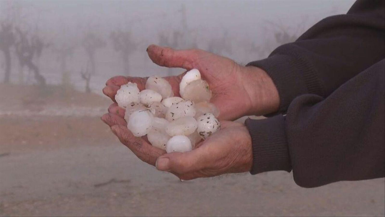 En imatge, el granís que ha arrasat la collita de raïm al llogaret de Campo Arcís de Requena