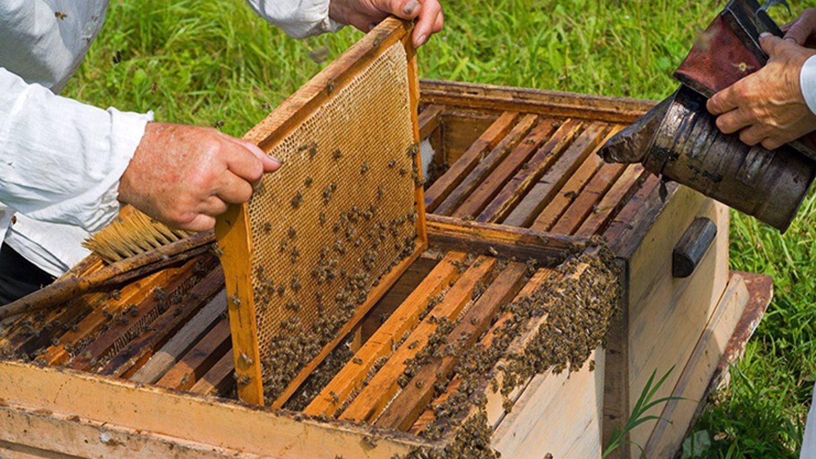 Els ruscos hauran d'allunyar-se de les explotacions de cítrics per a evitar la polinització creuada