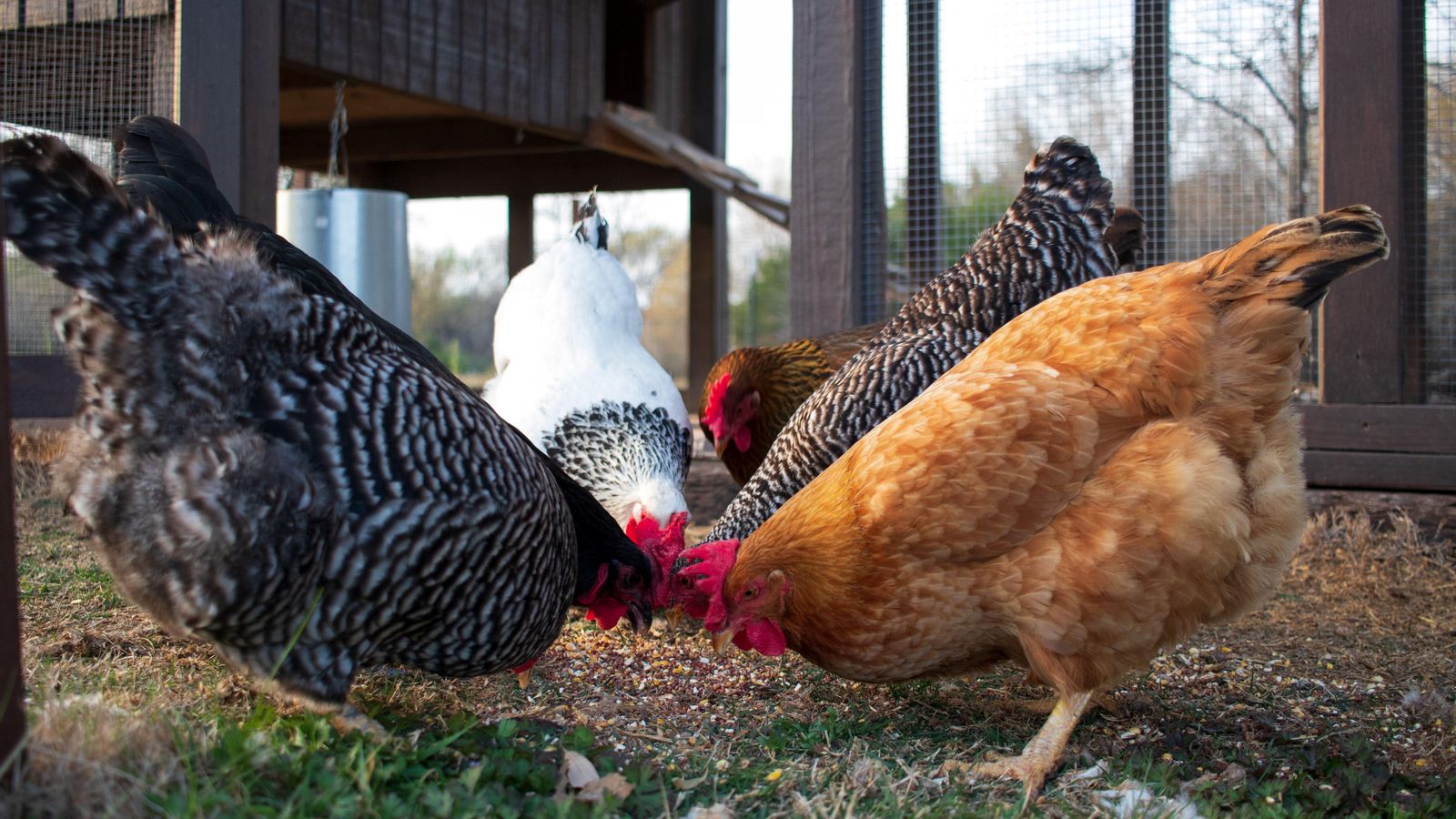 Imatge d'arxiu d'un grup de gallines