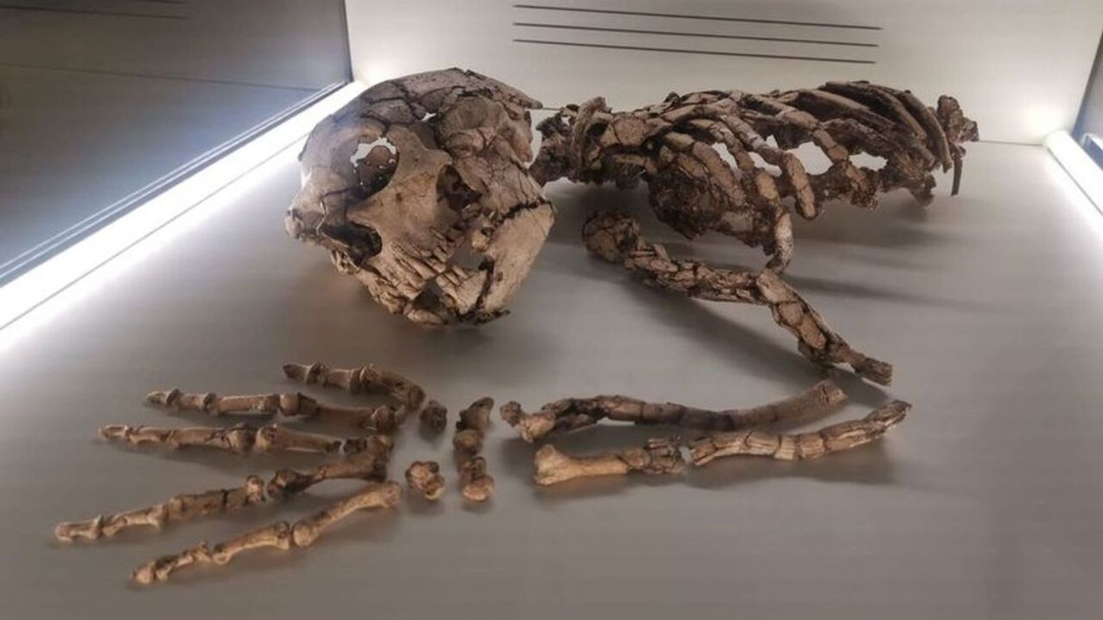 Restes d'un home neandertal, d'entre 30 i 40 anys, que van trobar a la cova Foradada, al terme actual d'Oliva, fa dotze anys