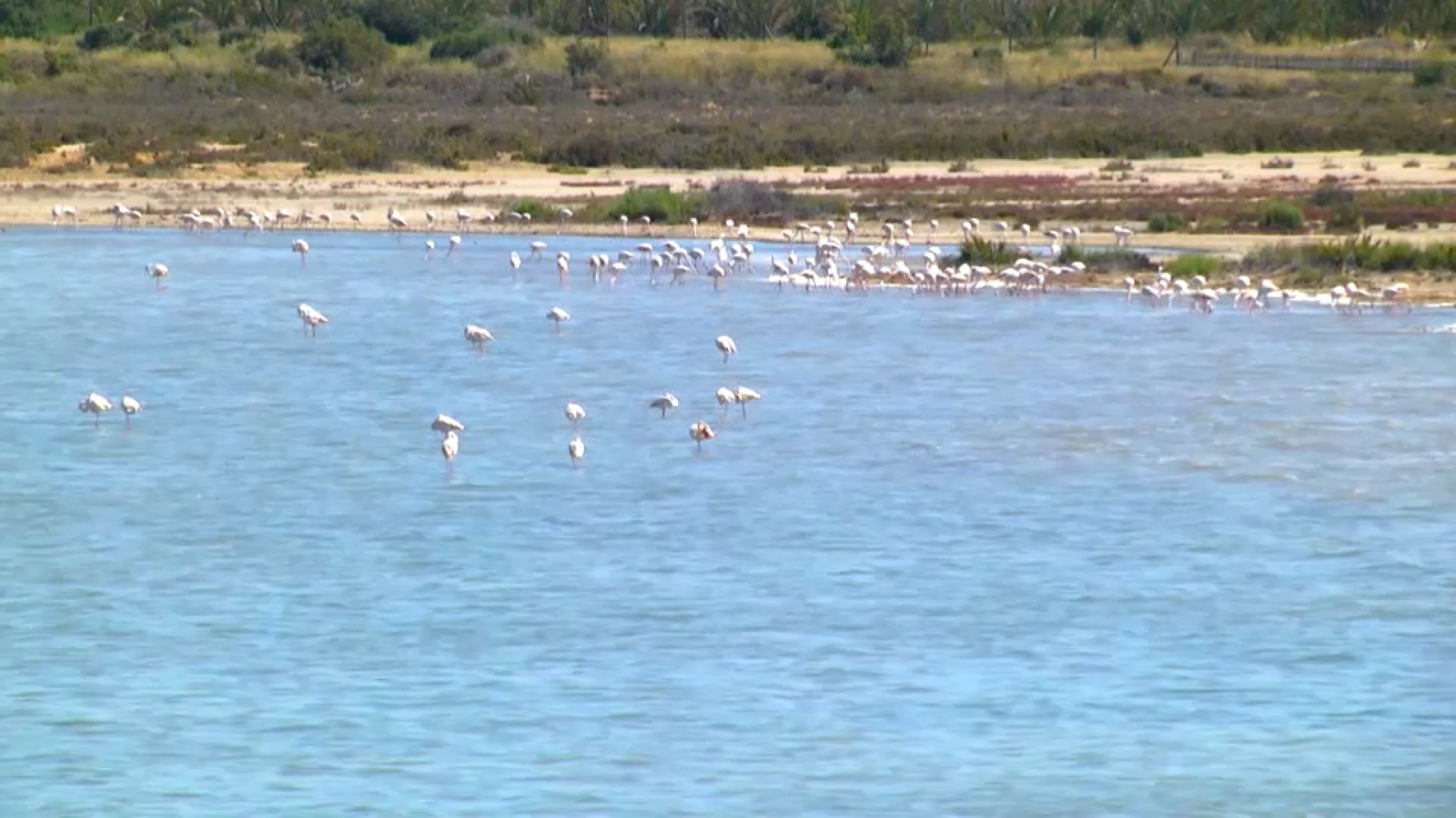 Descobrim el valor ecològic de les llacunes de la Mata-Torrevella