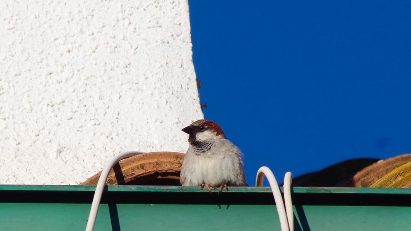 El nombre de teuladins baixa un 60% per la substitució de gespa natural per artificial