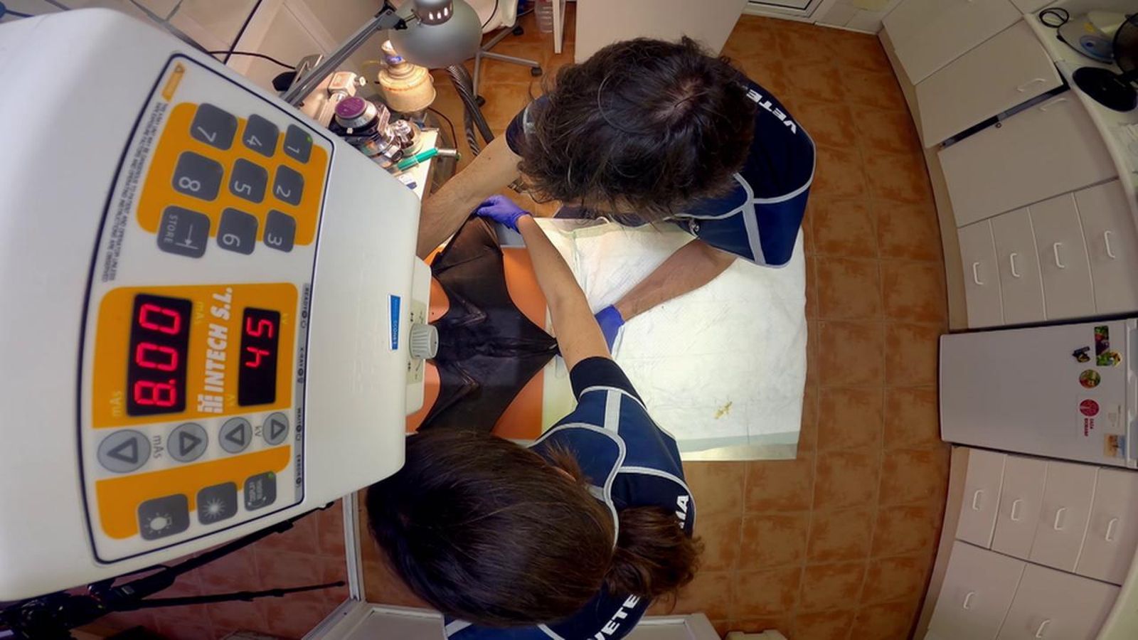 Els tècnics controlen un exemplar de rata penada.