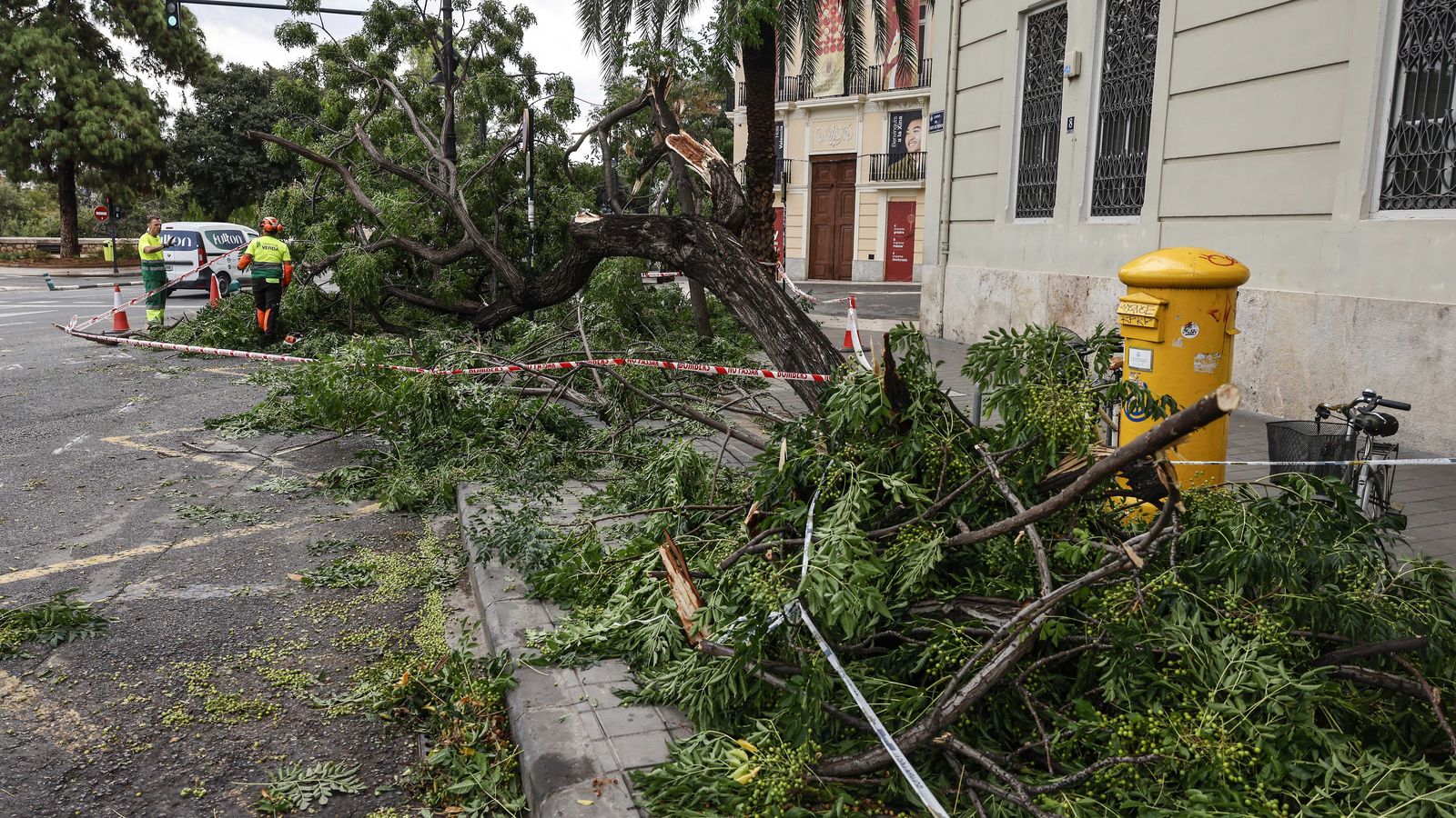 Arbres caiguts per la tempesta, esta setmana a València