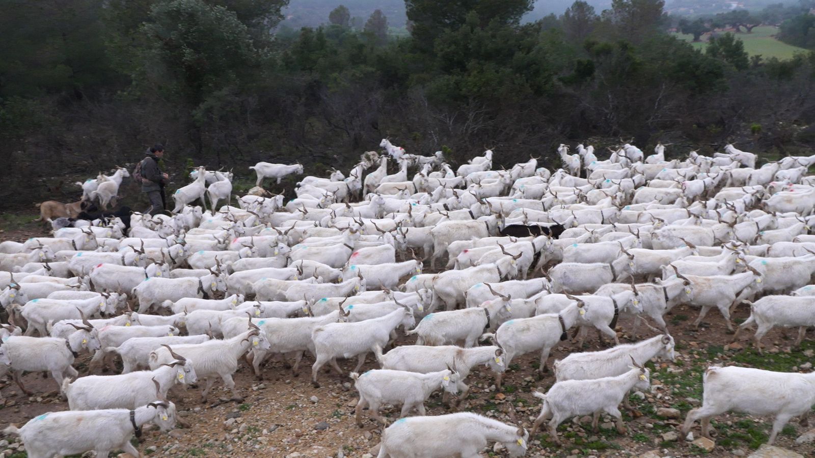 26.04.2025 | Influència animal