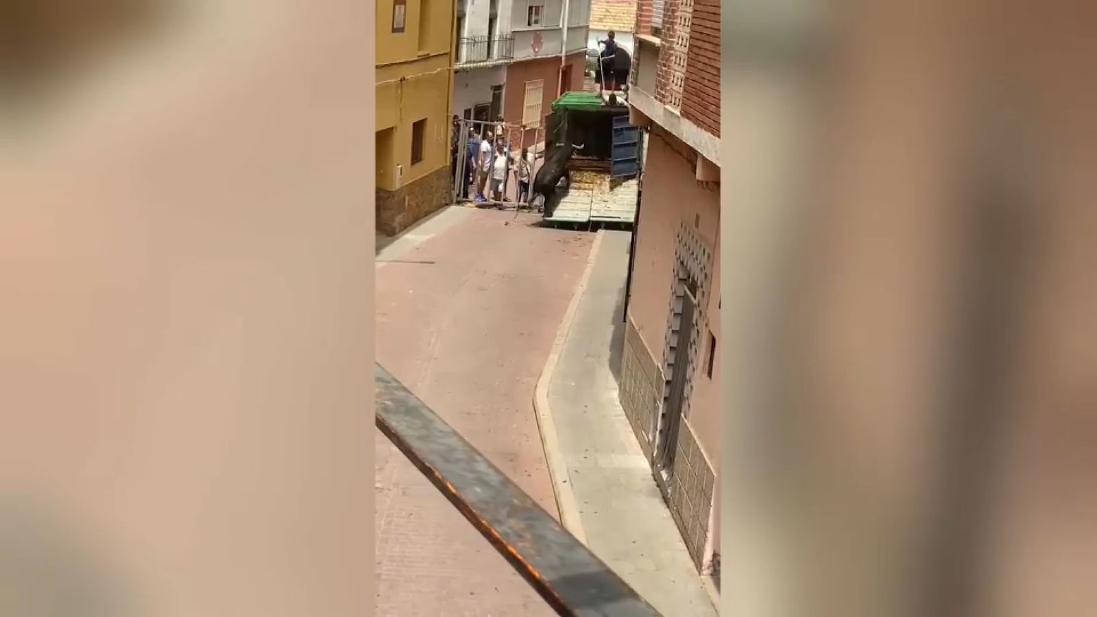 S'escapen les vaques a Gátova