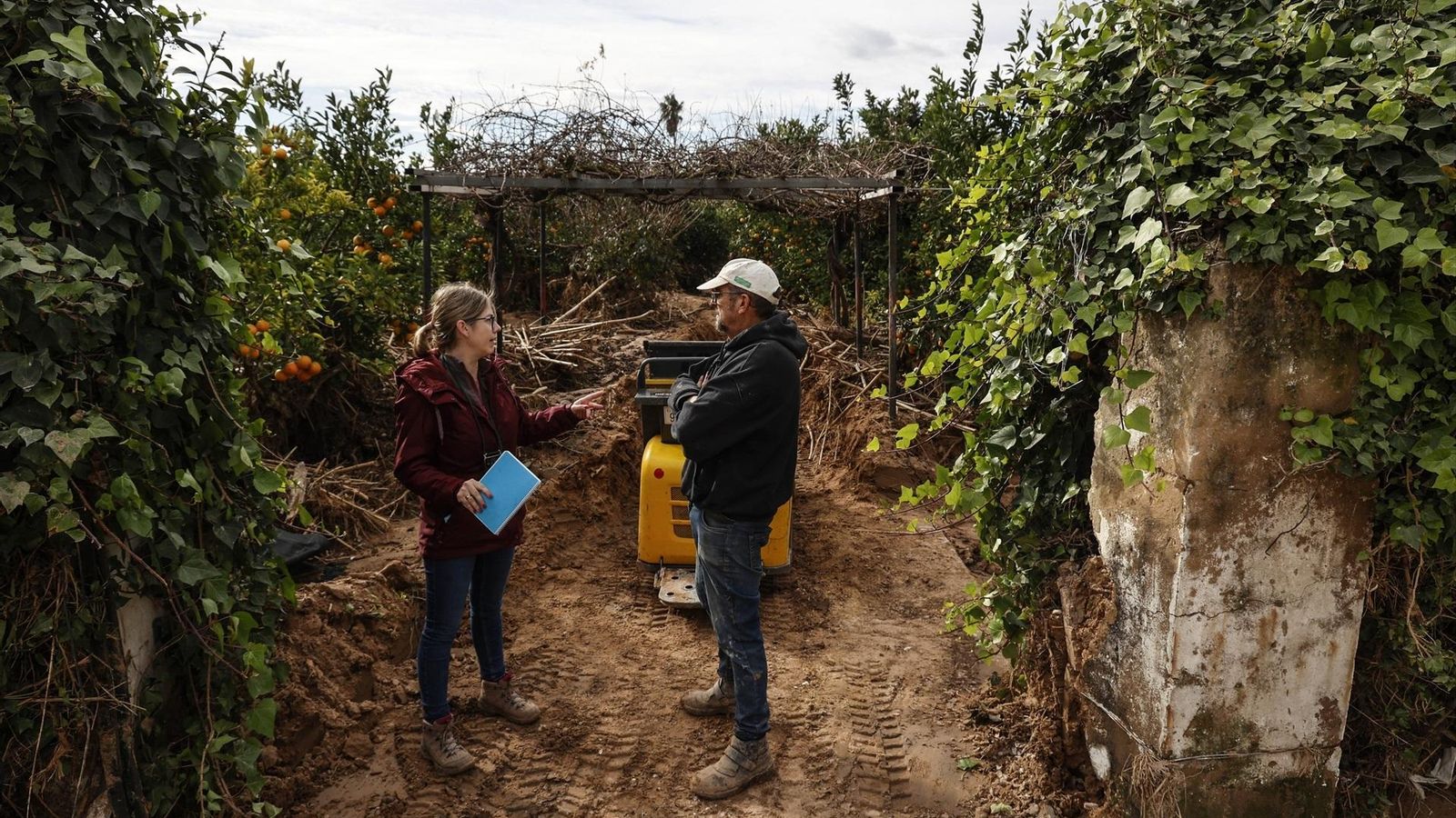 Propietari i un perit agrícola observen el camp de tarongers arrasat