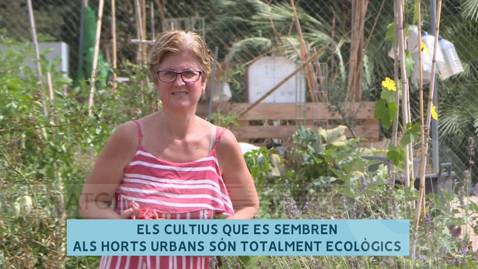 L’hort urbà “La Rambleta” del barri de Sant Marcel·lí