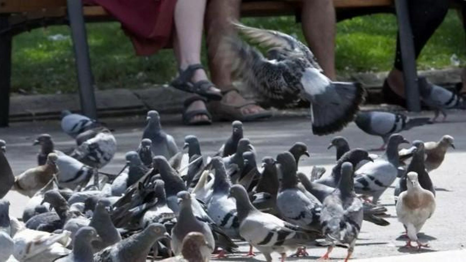 Coloms en un parc de València