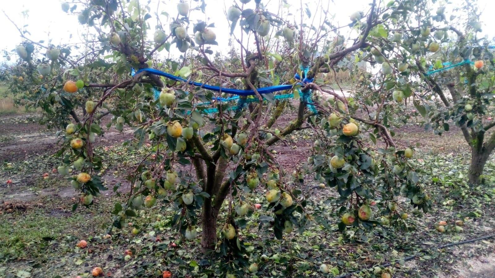 Danys en un arbre al camp