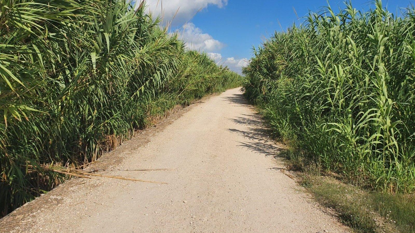 Canyes en els marges del Xúquer a Sueca