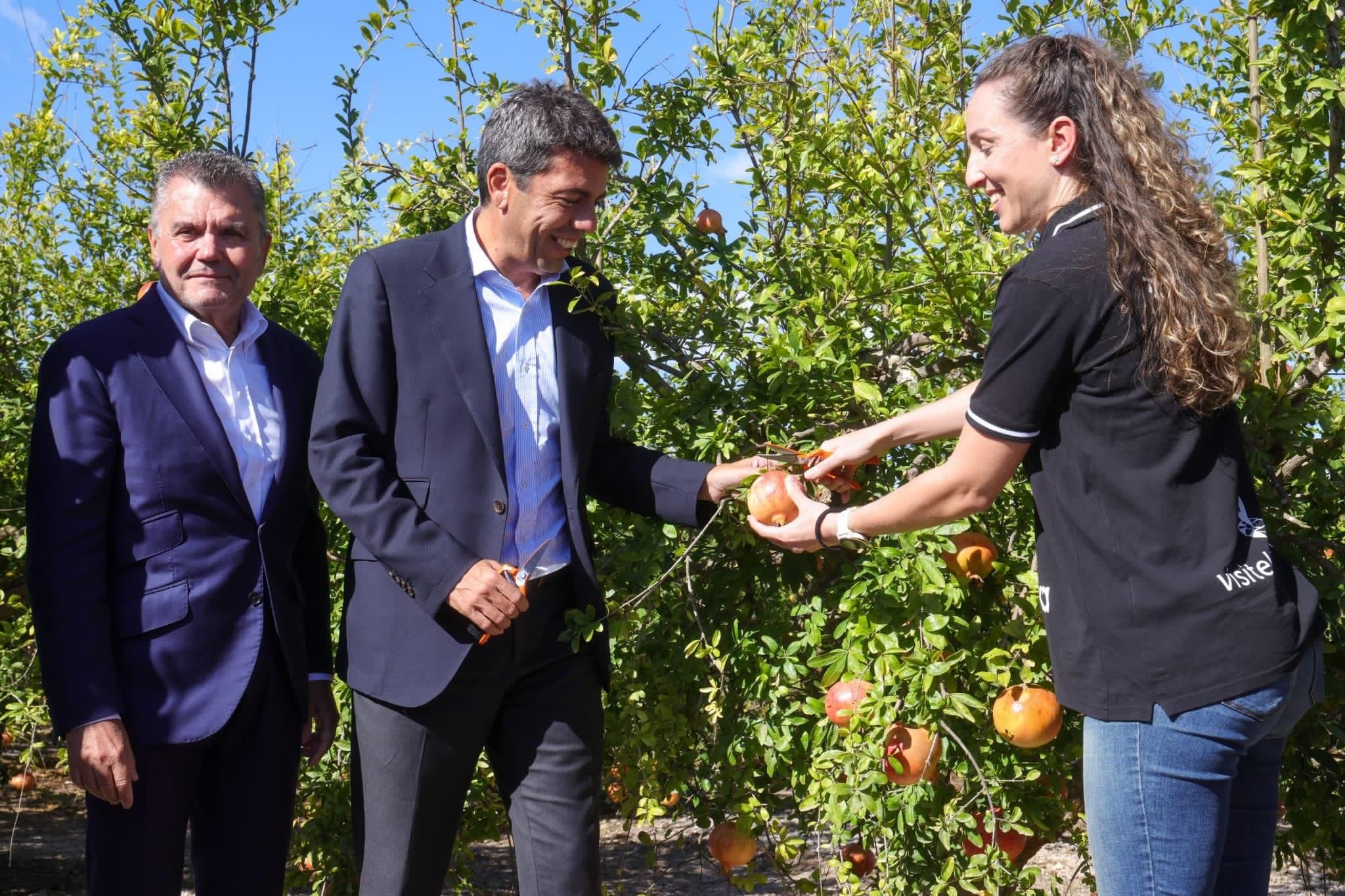Mazón, aquest divendres a Elx en l'inici de la campanya de la Denominació d'Origen Protegida Granada Mollar.