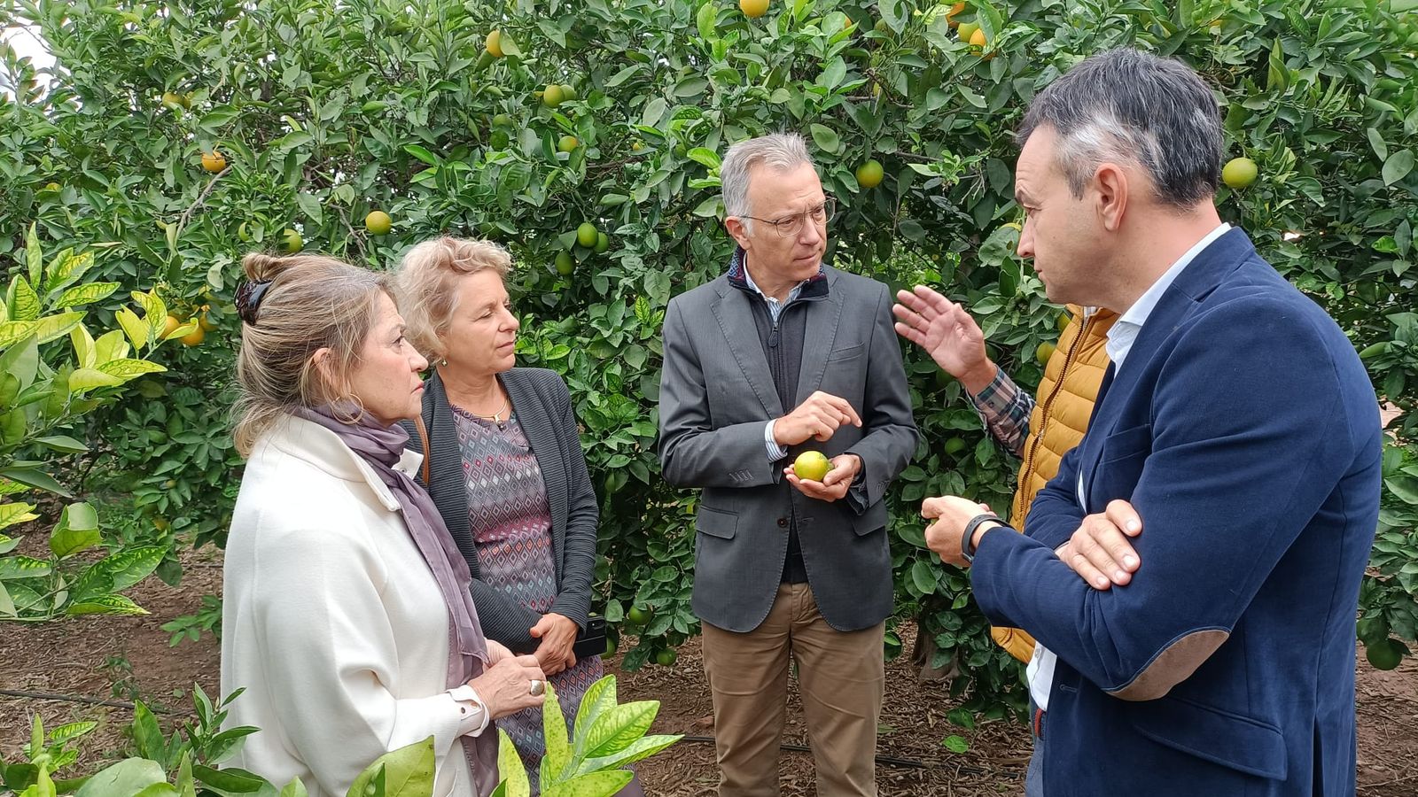 Membres de la direcció general de Salut Vegetal de la Comissió Europea visiten un camp de Sagunt
