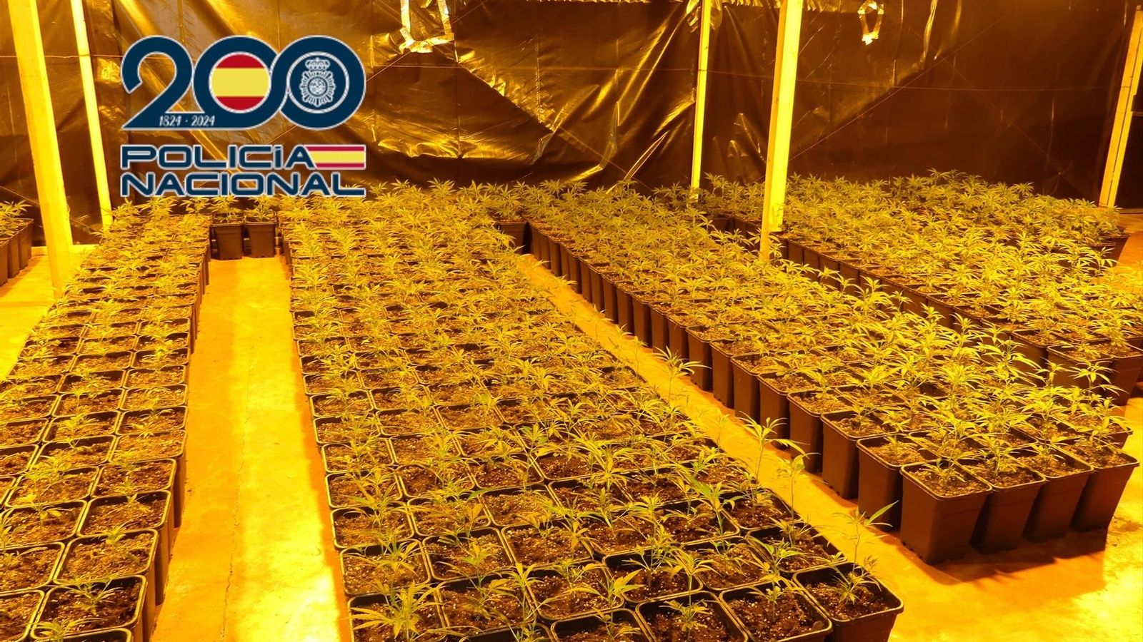 Algunes de les més de 1.800 plantes de marihuana incautades en la nau industrial a Monòver