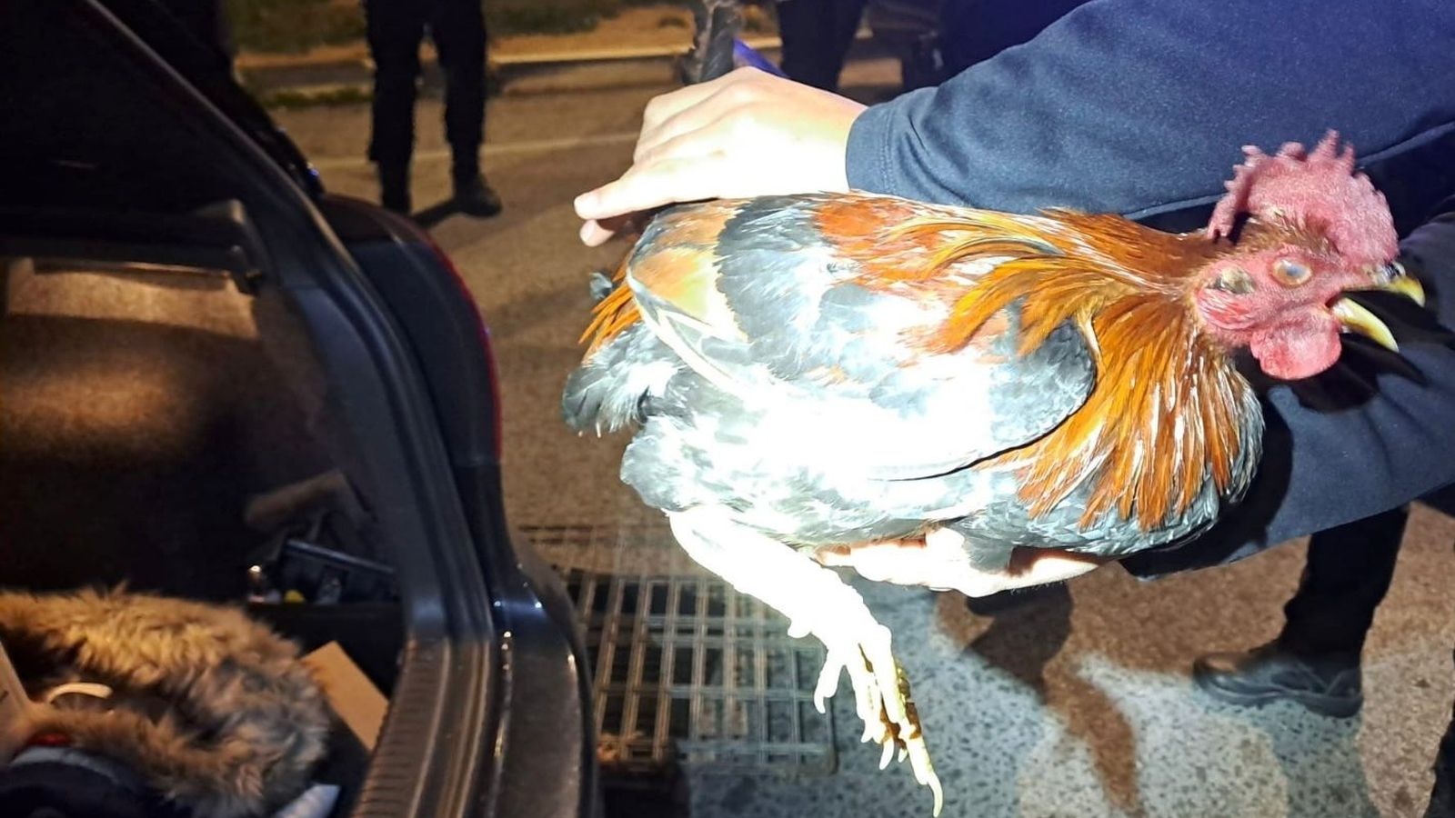 Un dels animals rescatats