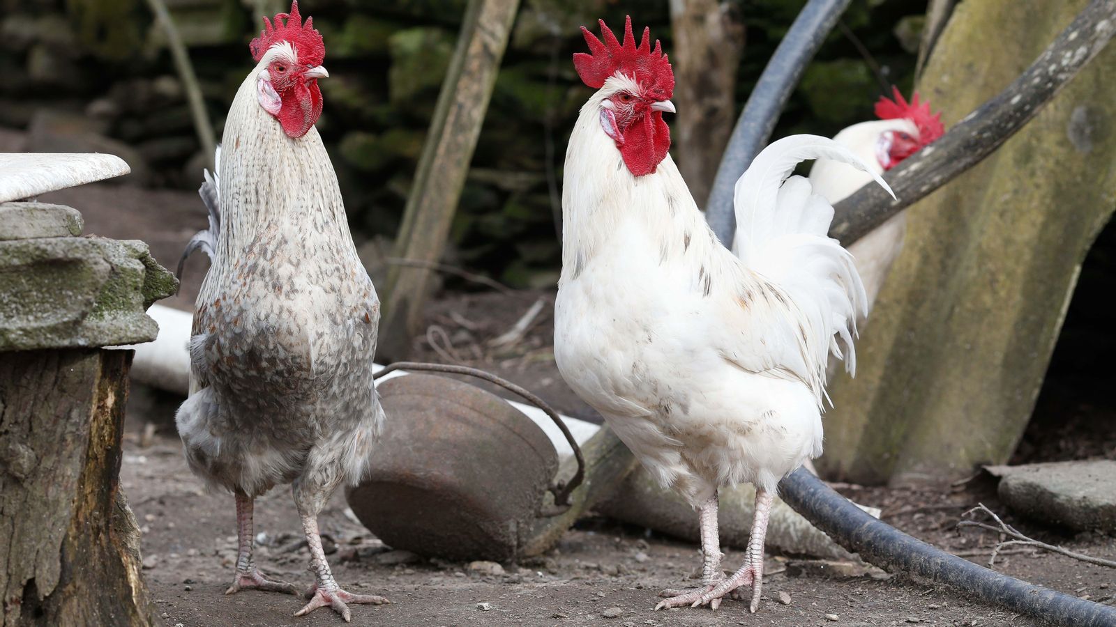 A Espanya no s'ha registrat cap cas de transmissió de la grip aviària als humans