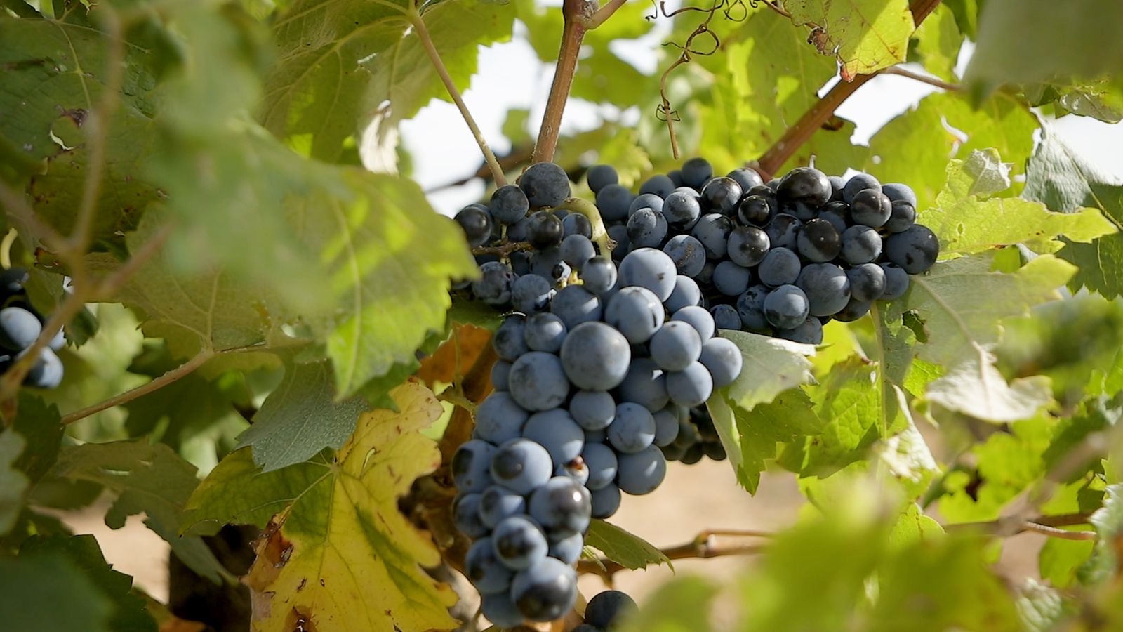 Vins amb denominació d'origen