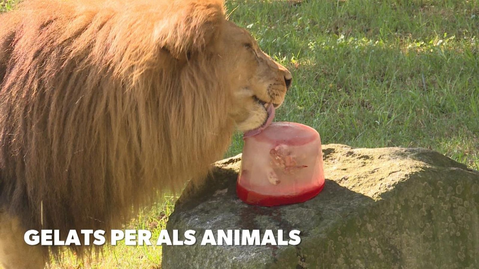 Gelats per als animals del Bioparc